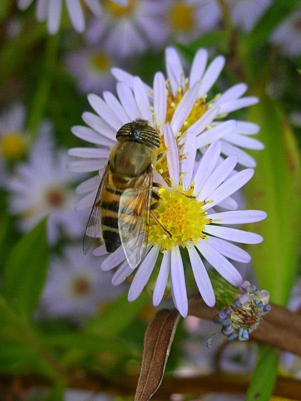 Eristalinus taeniops (Syrphidae)